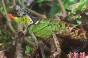 吴忠云南南滚河保护区首次发现红唇棘蜥