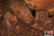 吴忠江西发现蜘蛛新物种 为研究呵叻蛛属适应区域提供依据