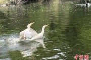 吴忠吉林：罕见白鸬鹚连续两年“故地重游”