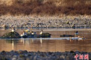 吴忠歙县完成安徽首个县域生物多样性调查 共记录物种近4千种